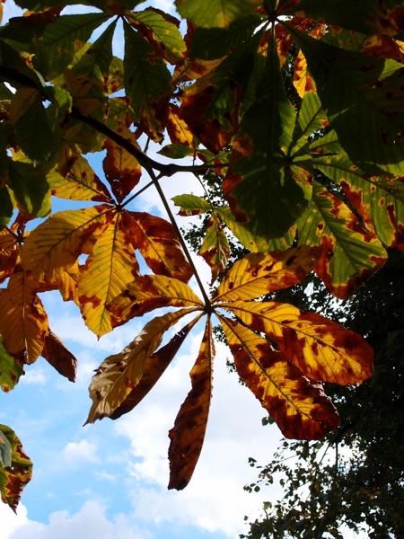 herbstfarben 1 - (c) a boecking.jpg